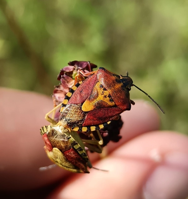 Carpocoris Carpocoris