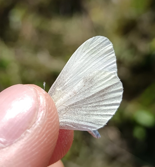 Leptidea sinapis - mustárlepke