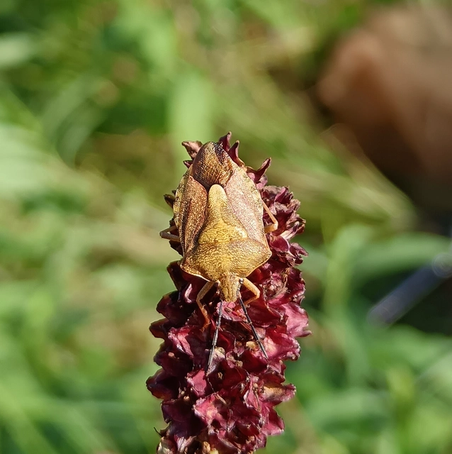 Carpocoris Carpocoris