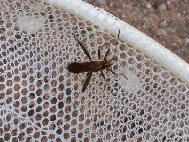 Camptopus lateralis - görbelábú karimáspoloska