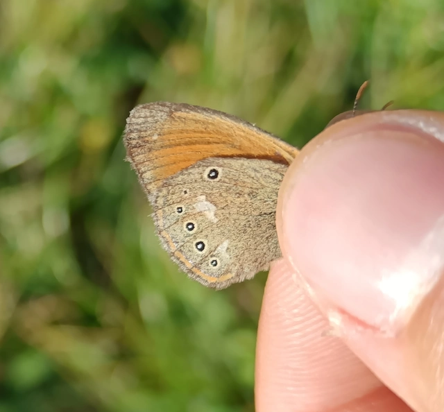 Coenonympha glycerion - közönséges szénalepke