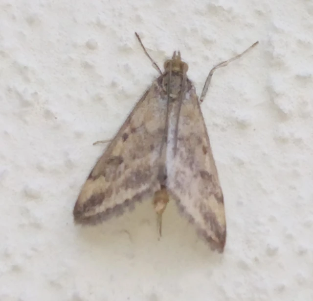 Pyrausta despicata - réti bíbormoly