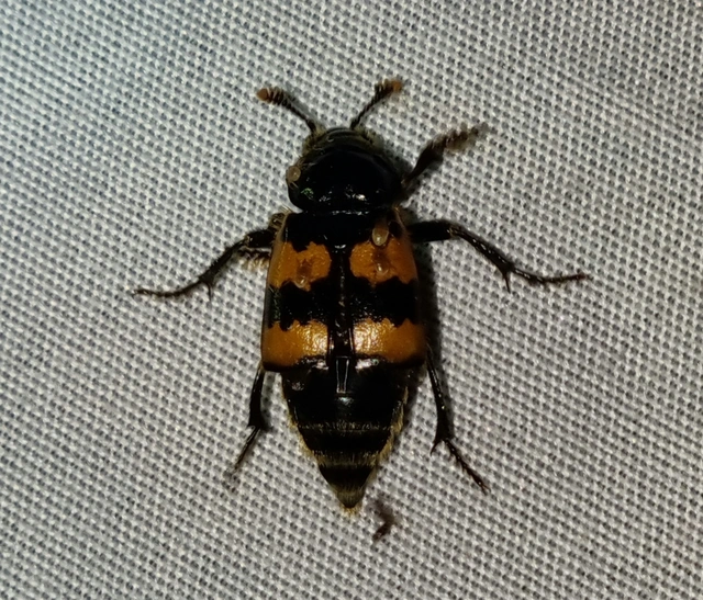 Nicrophorus interruptus - sárgaszőrű temetőbogár