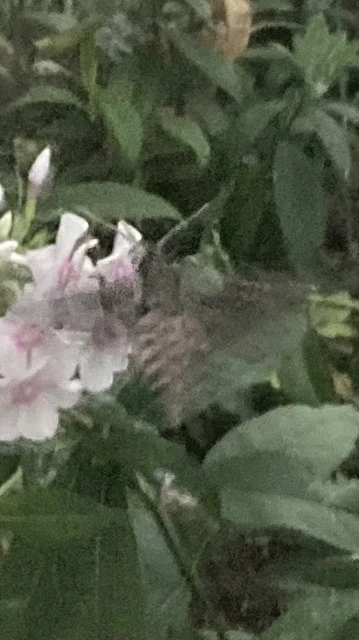 Agrius convolvuli - szulákszender