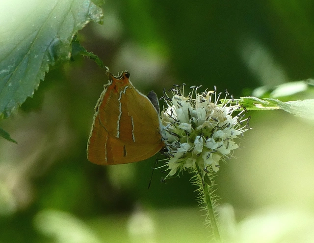 Thecla betulae - nyírfalepke