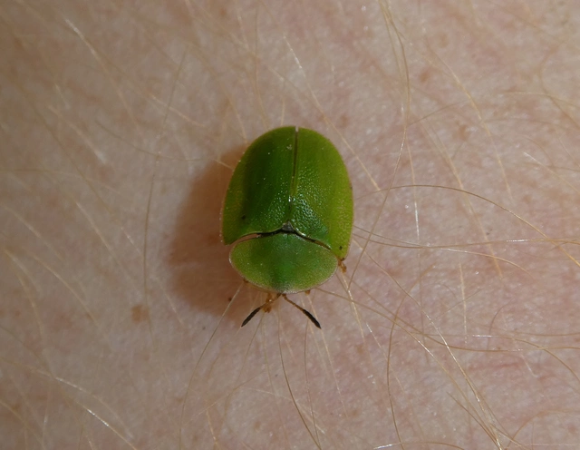 Cassida viridis - zöld pajzsbogár Cassida viridis - zöld pajzsbogár
