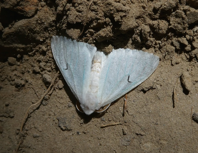 Arctornis l-nigrum - L-betűs gyapjaslepke