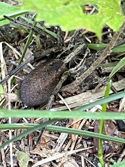 Hogna radiata - réti farkaspók