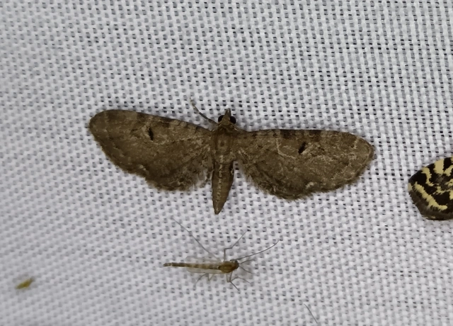 Eupithecia assimilata - komló-törpearaszoló