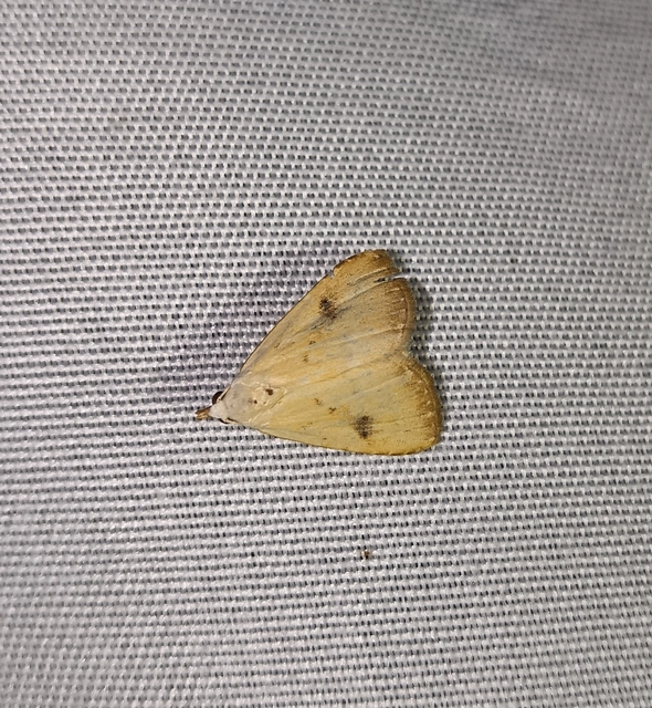 Rivula sericealis - selymes lórombagoly