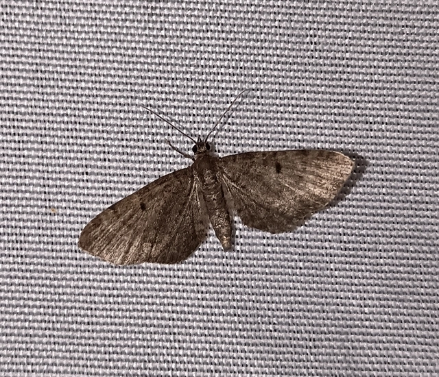 Eupithecia selinata - lápi törpearaszoló