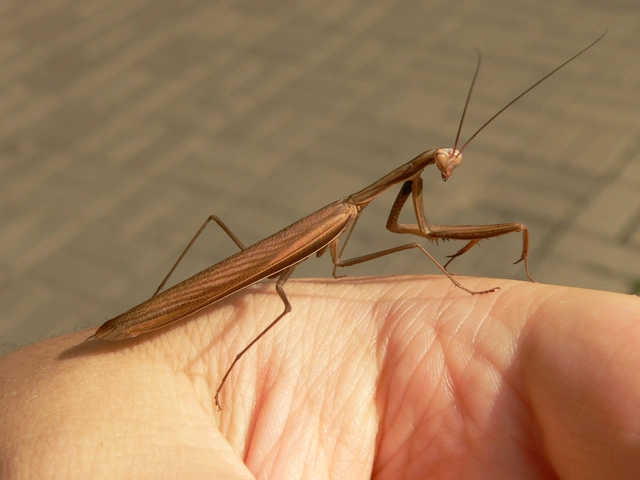 Mantis religiosa - imádkozósáska