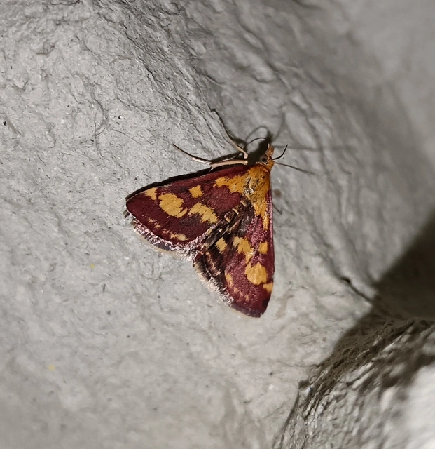 Pyrausta purpuralis - közönséges bíbormoly