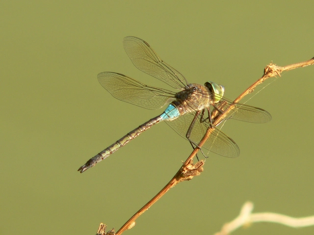 Anax parthenope - barna óriásacsa