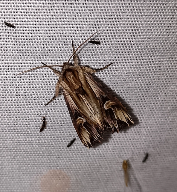 Actinotia polyodon - nagy sugarasbagoly