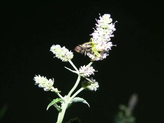 Ebrechtella tricuspidata - alakoskodó karolópók