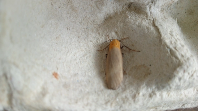 Lithosia quadra - négypettyes zuzmószövő