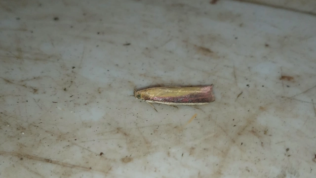 Oncocera semirubella - lucernamoly