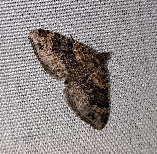Xanthorhoe ferrugata - kerti tarkaaraszoló Xanthorhoe ferrugata - kerti tarkaaraszoló