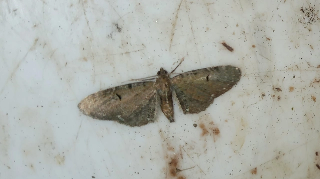 Eupithecia absinthiata - üröm-törpearaszoló
