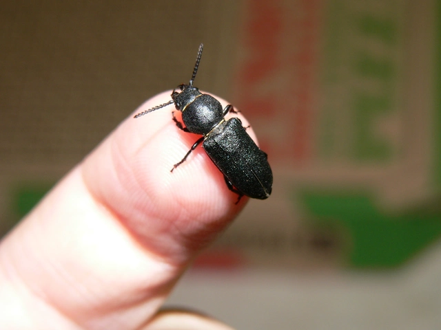 Spondylis buprestoides - erdei félcincér