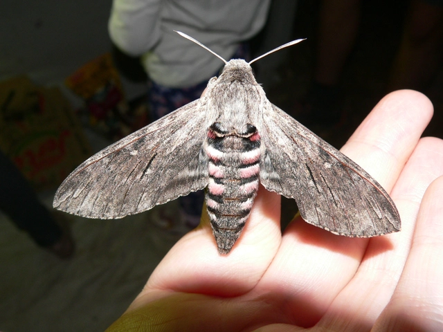Agrius convolvuli - szulákszender