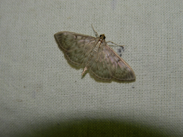 Patania ruralis - csalánevő tűzmoly