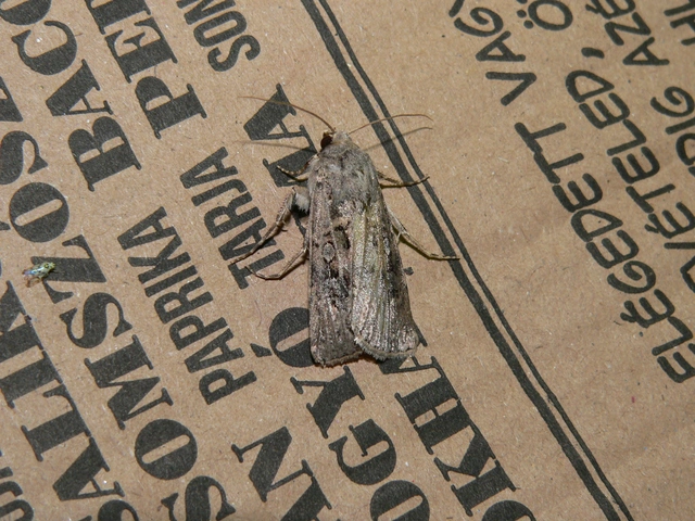 Agrotis bigramma - kétjegyű földibagoly