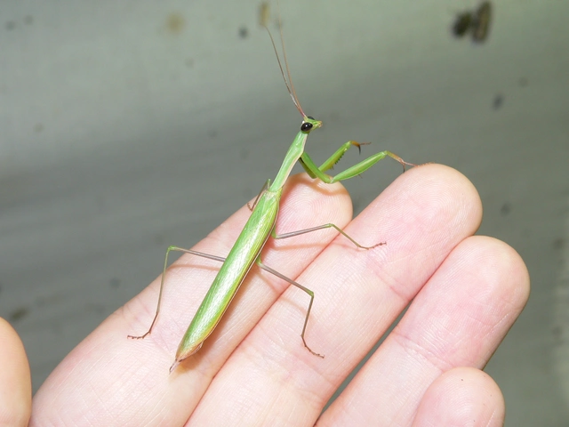 Mantis religiosa - imádkozósáska