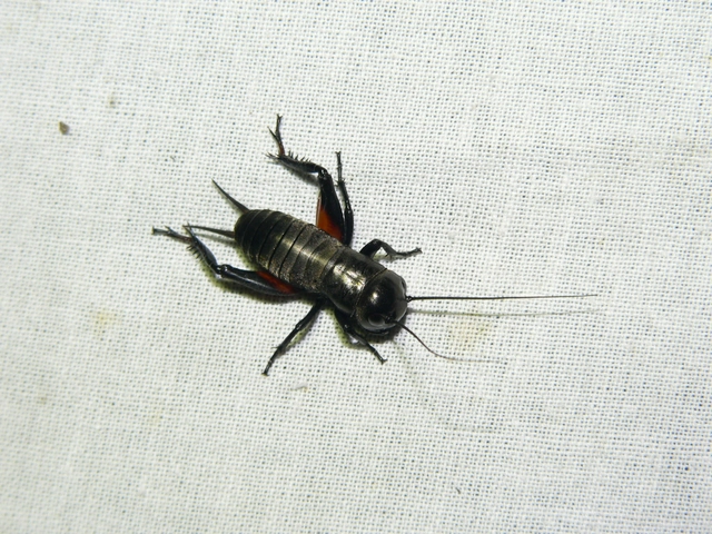 Gryllus campestris - mezei tücsök