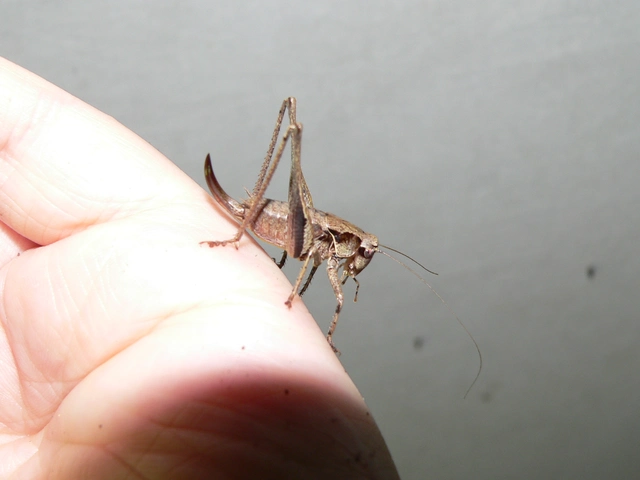 Pholidoptera griseoaptera - szürke avarszöcske