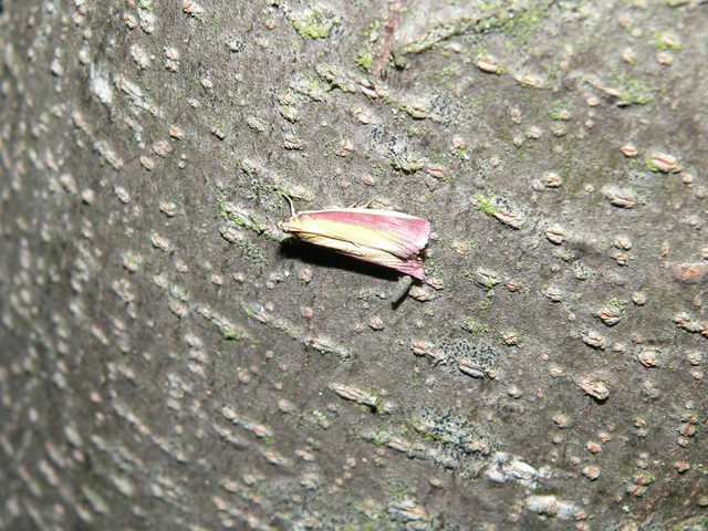 Oncocera semirubella - lucernamoly