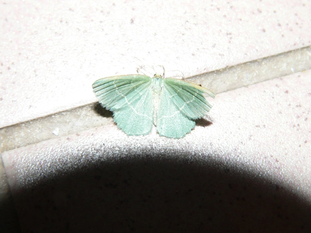 Chlorissa cloraria - sárgászöld araszoló