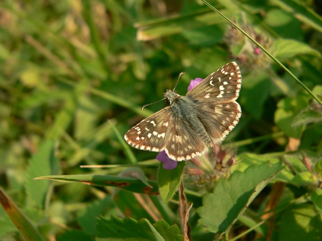 Pyrgus armoricanus - feles busalepke