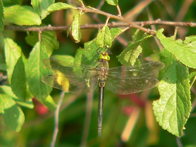 Somatochlora metallica/meridionalis