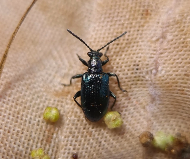 Lema cyanella - kék aszatbogár