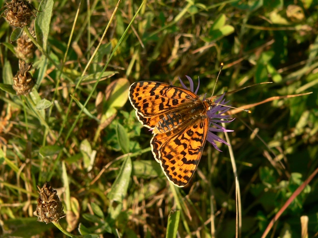Melitaea didyma - tüzes tarkalepke