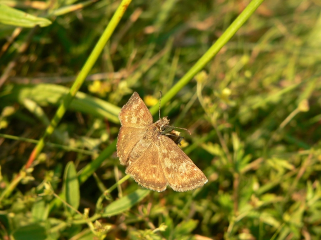 Erynnis tages - cigánylepke