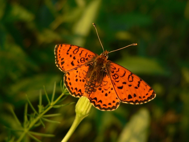 Melitaea didyma - tüzes tarkalepke