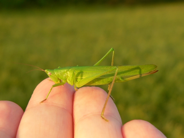 Ruspolia nitidula - nagy kúpfejűszöcske