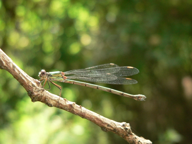 Chalcolestes viridis/parvidens