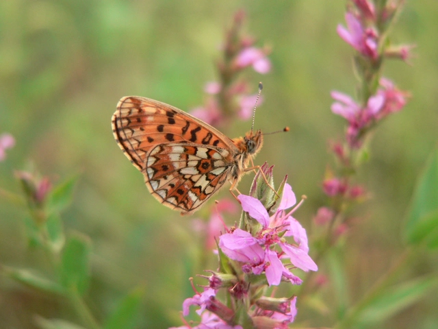 Boloria selene - fakó gyöngyházlepke