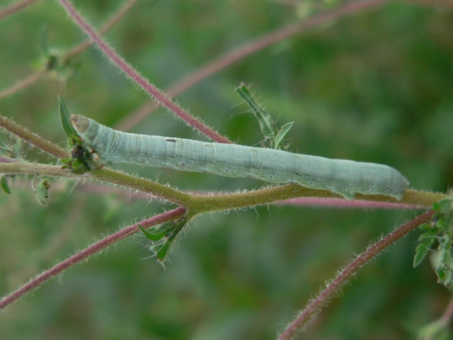 Ascotis selenaria - holdas faaraszoló