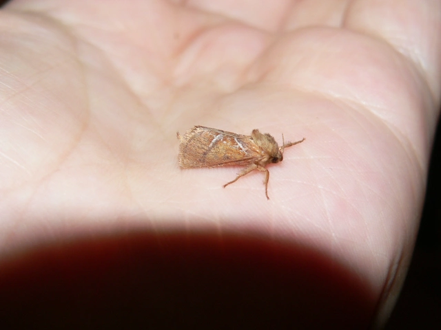 Triodia sylvina - kis gyökérrágólepke