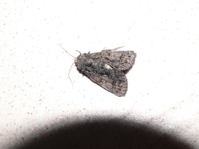 Anophia leucomelas - déli folyófűbagoly
