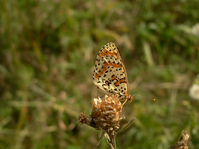 Melitaea didyma - tüzes tarkalepke