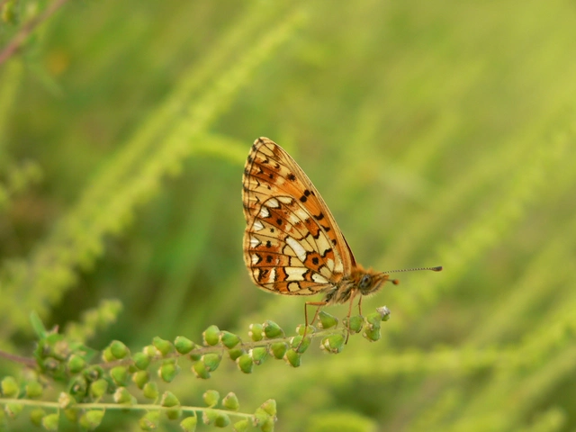 Boloria selene - fakó gyöngyházlepke