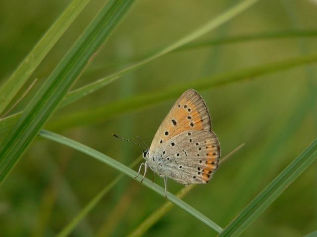 Lycaena dispar rutilus - nagy tűzlepke