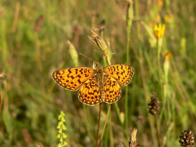 Boloria selene - fakó gyöngyházlepke