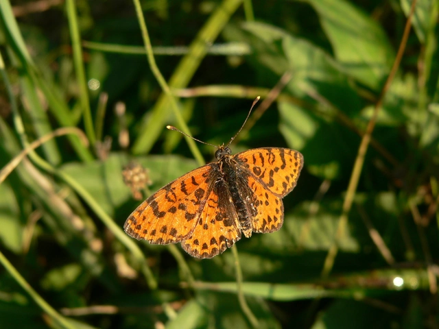 Melitaea didyma - tüzes tarkalepke